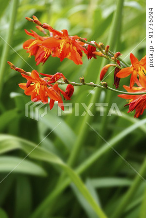 緑の葉に映える赤いヒメヒオウギズイセンの花 91736094