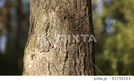 A tree trunk in the woods on a spring day. Video with a slider. A tree trunk in the woods on a spring day. Video with a slider. 91736203
