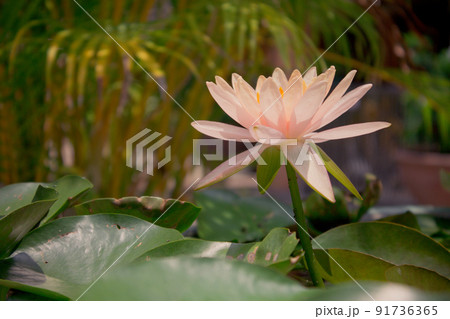 White water lily is blooming outstanding through lotus leaf and in pond, horizontal side view of lotus. White water lily is blooming outstanding through lotus leaf and in pond, horizontal side view of lotus. 91736365