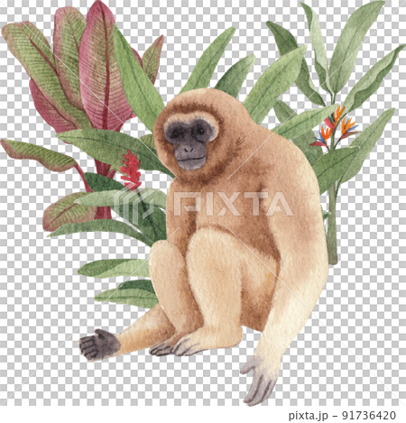 Monkey character watercolor png 91736420