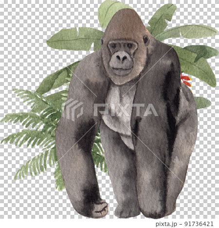 Monkey character watercolor png 91736421