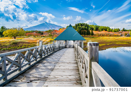 青森県鶴田町 鶴の舞橋と岩木山　～紅葉～ 91737001