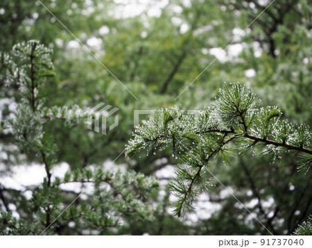 雨に濡れるカラマツの梢 雨に濡れるカラマツの梢 91737040