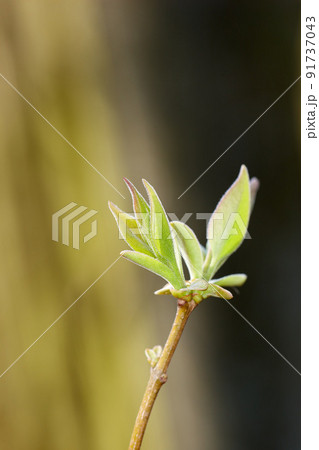 Closeup of a Common lilac shrub with copyspace. Zoom in on budding leaves on a branch, that blooms with fragrant blossoms in late spring. Details of a plant in nature used to flavour honey and food Closeup of a Common lilac shrub with copyspace. Zoom in on budding leaves on a branch, that blooms with fragrant blossoms in late spring. Details of a plant in nature used to flavour honey and food 91737043