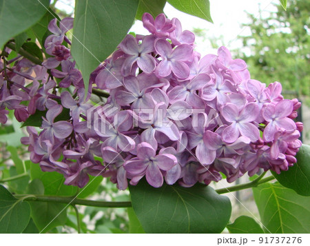 Branch of purple lilac flowers Syringa vulgaris. Branch of purple lilac flowers Syringa vulgaris. 91737276