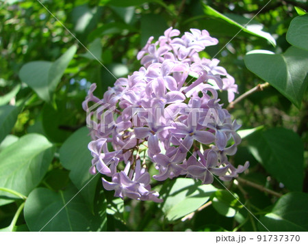 Branch of purple lilac flowers Syringa vulgaris. Branch of purple lilac flowers Syringa vulgaris. 91737370