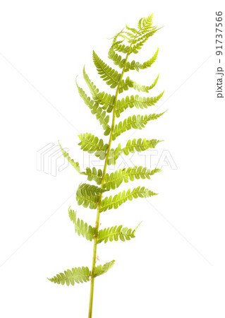 Fern leaf isolated on white Fern leaf isolated on white 91737566