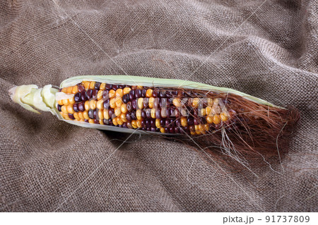 Colorful corn on bagging. Country style. Harvest Colorful corn on bagging. Country style. Harvest 91737809