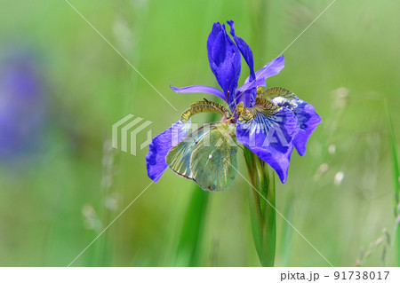 初夏の高山の草原で見られる珍しいチョウ、ミヤマモンキチョウ 初夏の高山の草原で見られる珍しいチョウ、ミヤマモンキチョウ 91738017