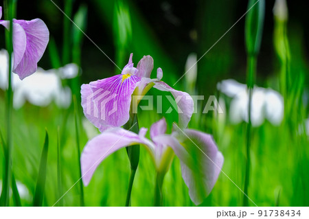 花菖蒲（紫） 91738434