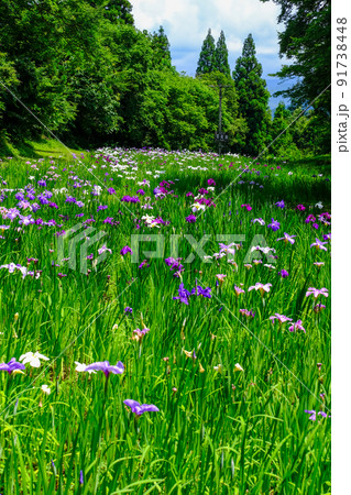 上の原花菖蒲園(縦) 上の原花菖蒲園(縦) 91738448
