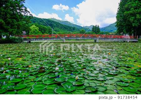 お松の池の睡蓮と弁天橋 お松の池の睡蓮と弁天橋 91738454