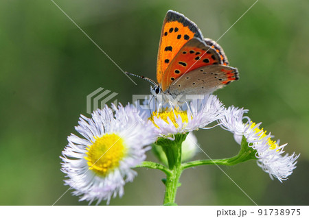春から秋に身近な公園や草原で見られるかわいいチョウ、ベニシジミ 春から秋に身近な公園や草原で見られるかわいいチョウ、ベニシジミ 91738975