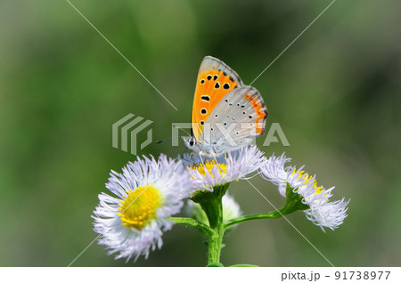 春から秋に身近な公園や草原で見られるかわいいチョウ、ベニシジミ 91738977
