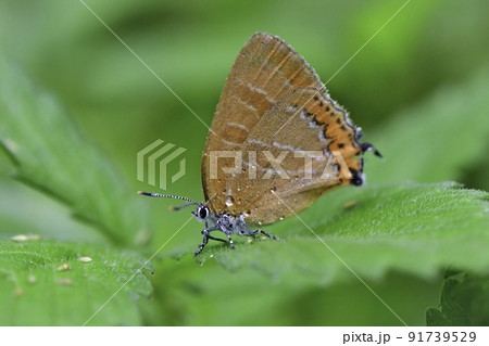 初夏に雑木林や公園で見られる身近な、オレンジ色の美しいアカシジミ 91739529