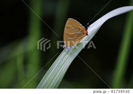 初夏に雑木林や公園で見られる身近な、オレンジ色の美しいアカシジミ 91739530