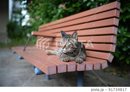 ベンチの上のキジトラ猫 91739817