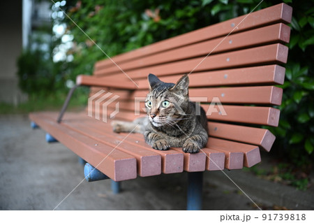 ベンチの上のキジトラ猫 91739818
