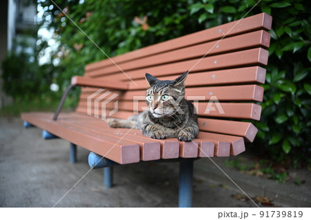 ベンチの上のキジトラ猫 91739819