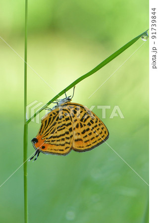 初夏に雑木林や公園で見られるオレンジ色と黒のしま模様が美しいチョウ、ウラナミアカシジミ 初夏に雑木林や公園で見られるオレンジ色と黒のしま模様が美しいチョウ、ウラナミアカシジミ 91739844