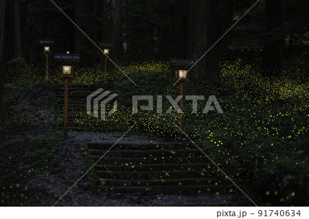 静岡県御殿場姫蛍 91740634