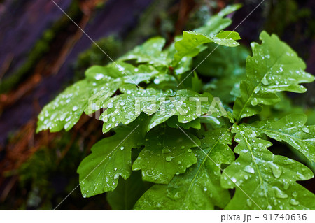 Young green oak leaves with dew raindrops in the forest. Beauty in nature 91740636