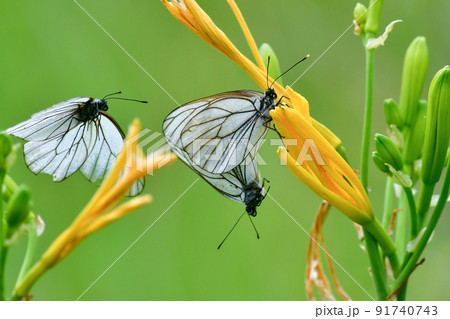 初夏の北海道の原生花園で見られる白いエレガントなエゾシロチョウの求愛 初夏の北海道の原生花園で見られる白いエレガントなエゾシロチョウの求愛 91740743