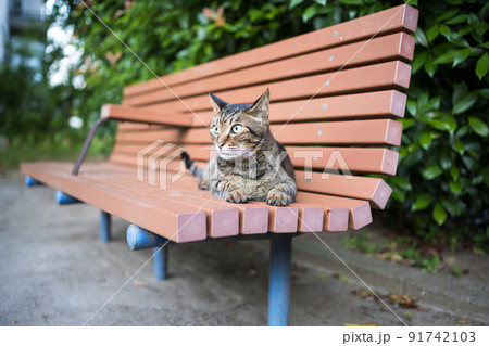ベンチの上のキジトラ猫 91742103