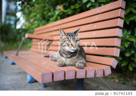 ベンチの上のキジトラ猫 91742105