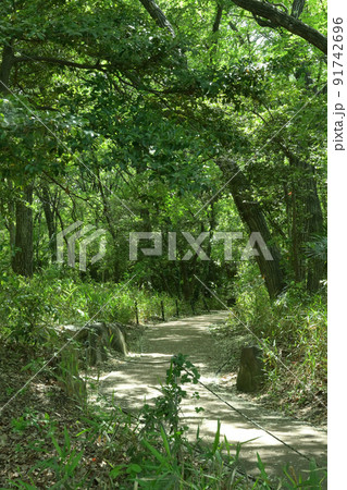 爽やかな散歩道 91742696