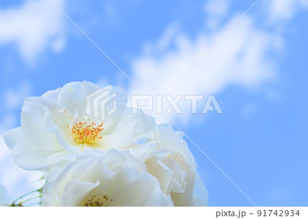 満開に咲く白い薔薇 満開に咲く白い薔薇 91742934