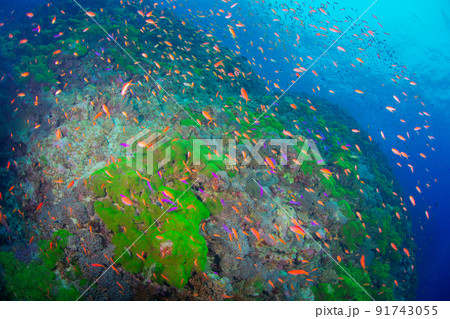 ハナダイの楽園 ハナダイの楽園 91743055