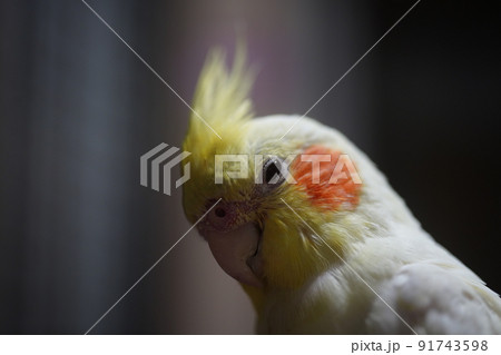 インコ オウム いんこ 91743598