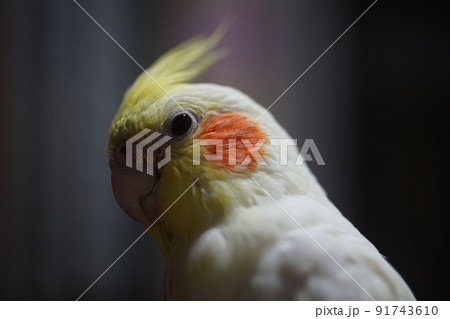 インコ オウム いんこ 91743610