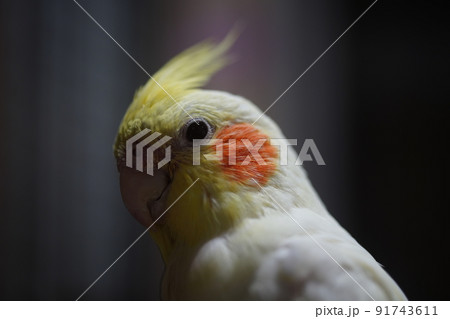 インコ オウム いんこ 91743611