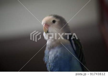 インコ オウム いんこ 91743612