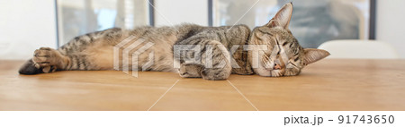 A cute brown pet cat lying indoors. Adorable Sleeping Cat on a wooden table in a living room background. Cute cat sleeping on the brown table. Close-up of a domestic cat resting at home. 91743650