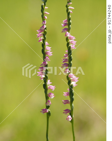 ネジバナの花 91744240