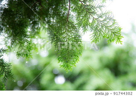 檜の葉 91744302