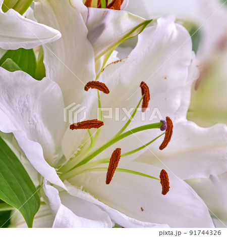 Closeup of a white lily growing at a nursery in summer. Lilium blooming In a backyard garden in spring. Pretty flowering plants budding in a natural environment. Flora blooming in a nature reserve Closeup of a white lily growing at a nursery in summer. Lilium blooming In a backyard garden in spring. Pretty flowering plants budding in a natural environment. Flora blooming in a nature reserve 91744326