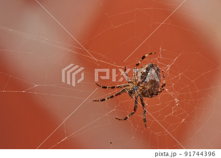 Below view of a walnut orb weaver spider in a web, isolated against a blurred red brick wall background. Closeup of a striped brown arachnid. The nuctenea umbratica is from the araneidae family. 91744396