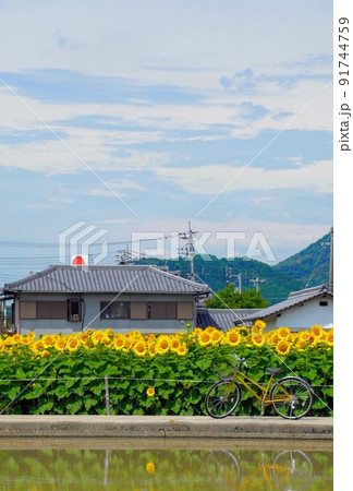 まんのう町の向日葵4【香川県仲多度郡まんのう町】 91744759