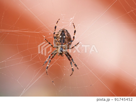 Closeup of a spider in a web from below, isolated against a white orange background. Striped brown and black walnut orb weaver Spider. The nuctenea umbratica is an arachnid from the araneidae family. Closeup of a spider in a web from below, isolated against a white orange background. Striped brown and black walnut orb weaver Spider. The nuctenea umbratica is an arachnid from the araneidae family. 91745452