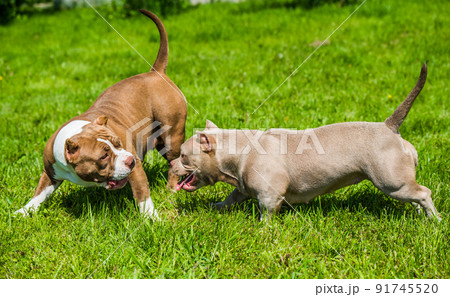 American Bully puppies dogs are playing on nature 91745520