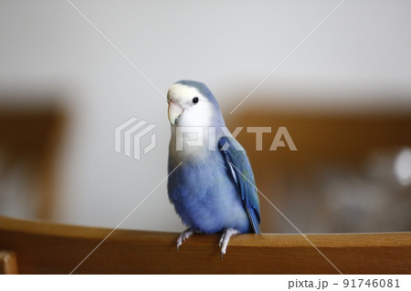 インコ オウム いんこ 91746081