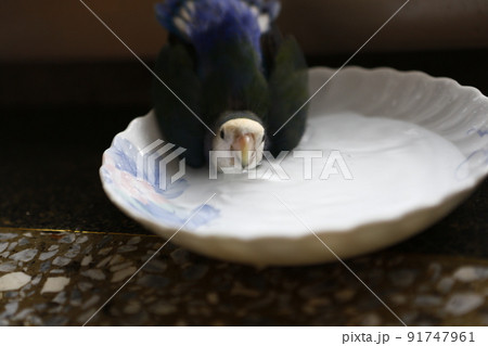 インコ オウム いんこ 91747961