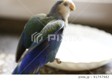インコ オウム いんこ 91747982