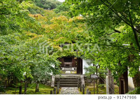 酬恩庵一休寺の薄紅葉 91747986