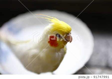 インコ オウム いんこ 91747991