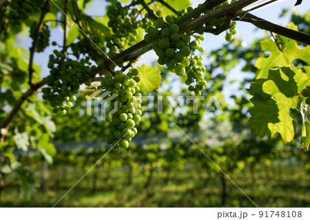 未成熟なソーヴィニヨン・ブラン 未成熟なソーヴィニヨン・ブラン 91748108